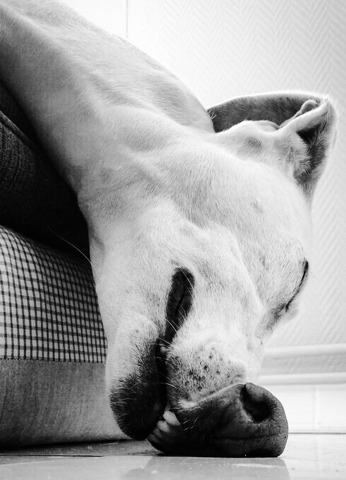 grey_sleep