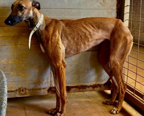 Grecia (1b)